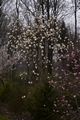 Magnolia salicifolia-1 Magnolia wierzbolistna